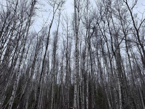 36 Otter Trail Greenbush ME 04418