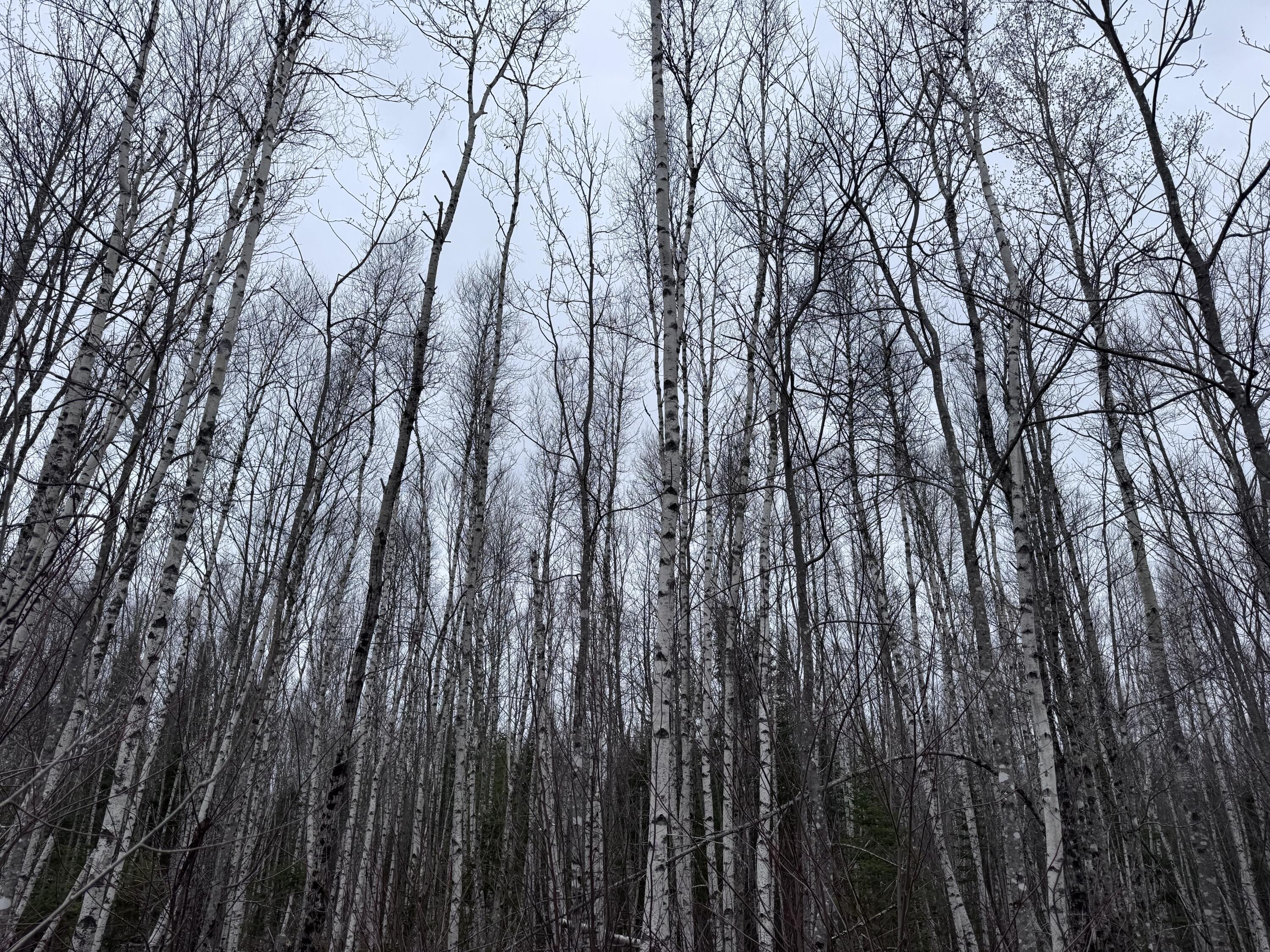 36 Otter Trail Greenbush ME 04418