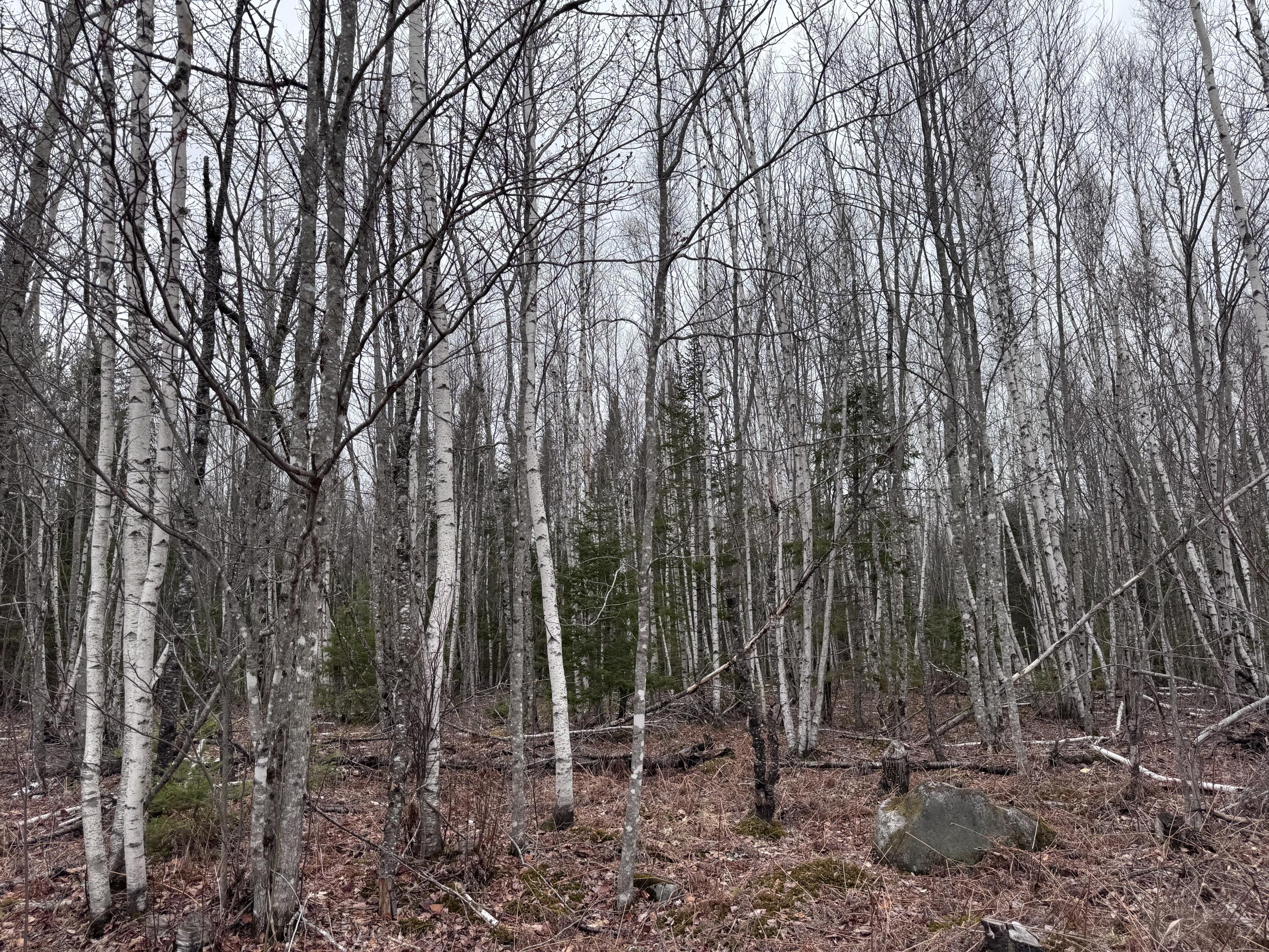 36 Otter Trail Greenbush ME 04418