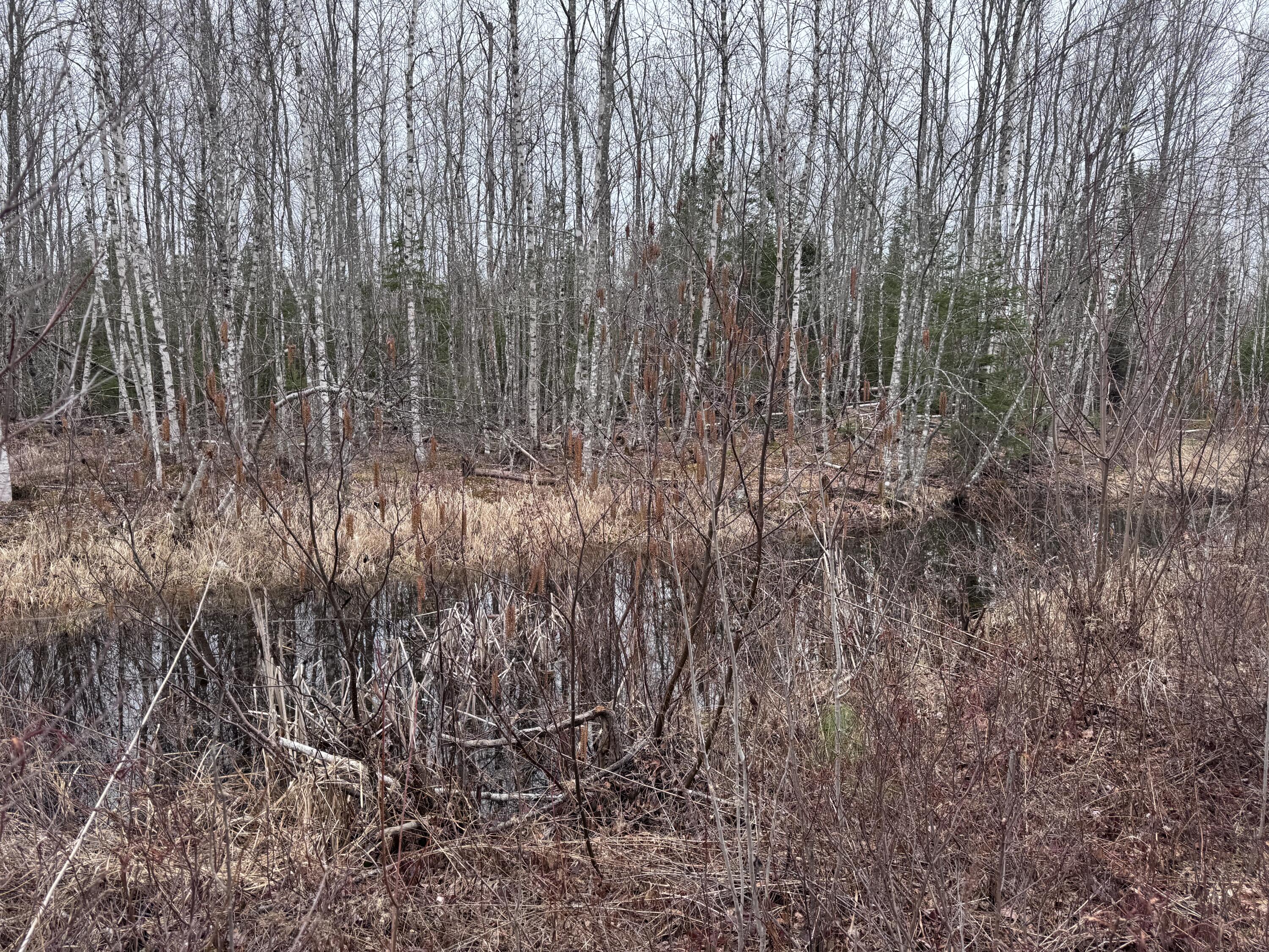36 Otter Trail Greenbush ME 04418