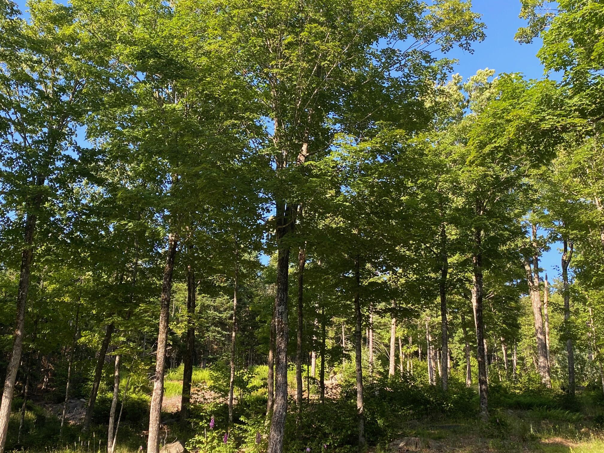 Lot 11b-1 Blair Hill Road Greenville ME 04441