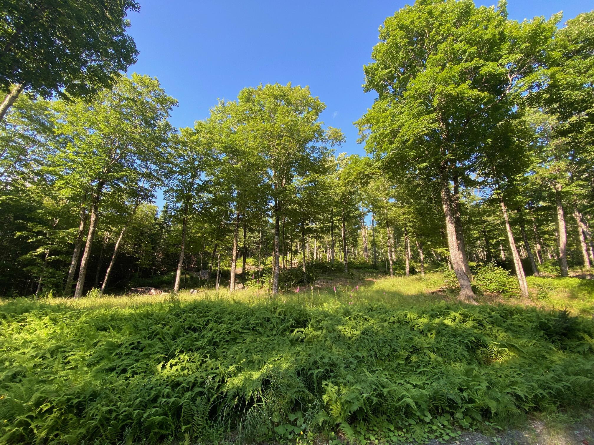 Lot 11b-1 Blair Hill Road Greenville ME 04441