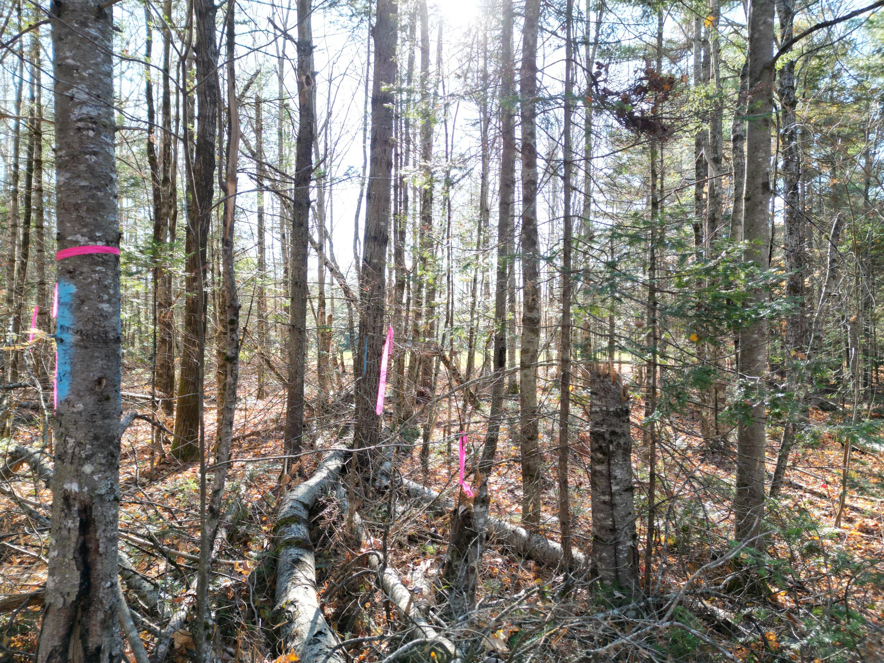 Lot 8a,9a James Way Lincoln ME 04457