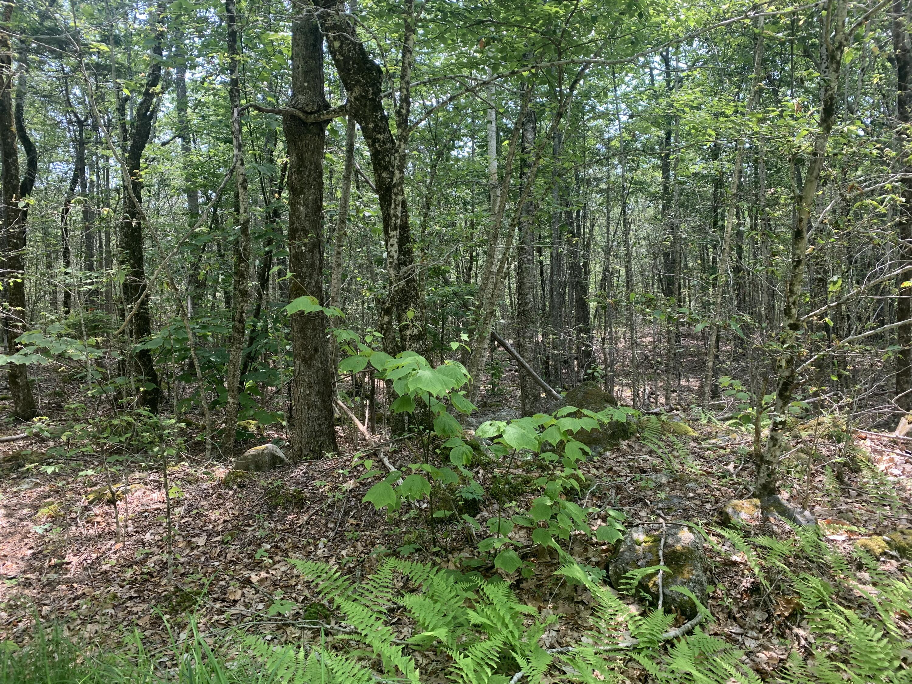 Lot 1 & 2 Richardson Road Orrington ME 04474