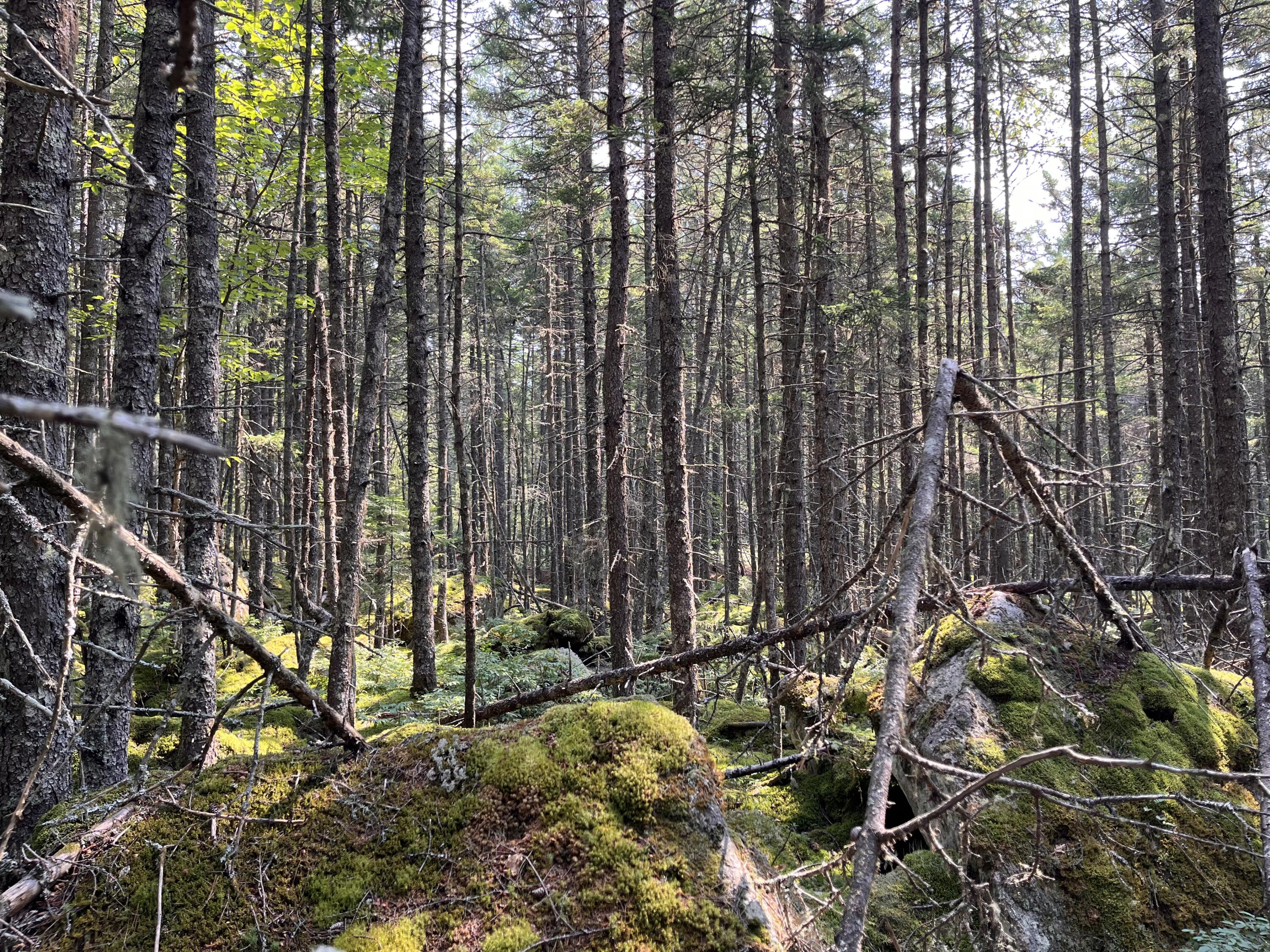 Lot A Bald Mountain Road Rangeley ME 04970