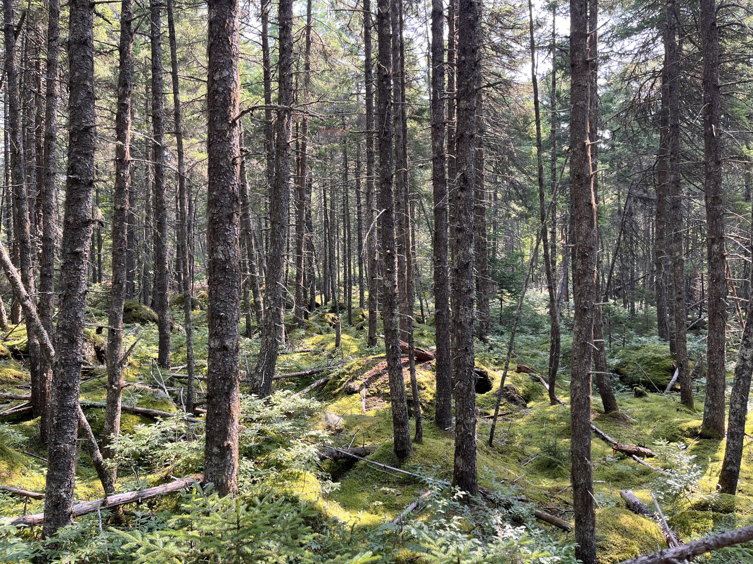 Lot A Bald Mountain Road Rangeley ME 04970