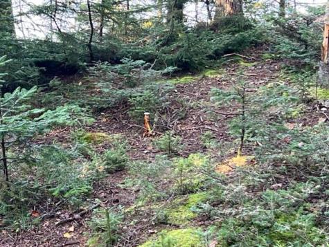 Lot 13 Collins Cove Road Machiasport ME 04655