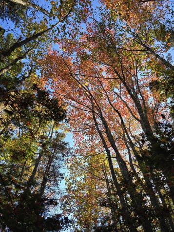 Lot 181 Rays Point Road Milbridge ME 04658