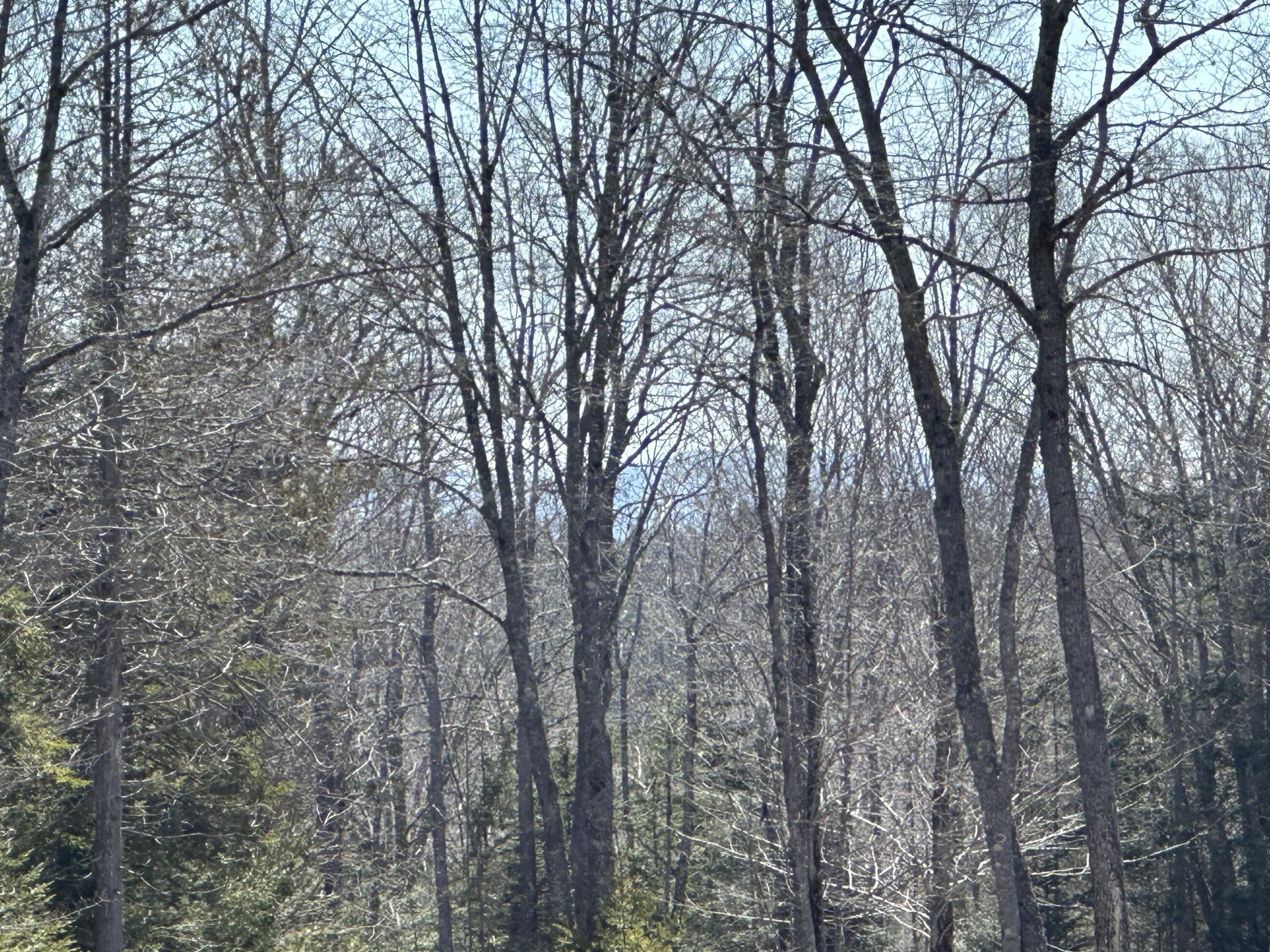 Lot #0 Morgan Bay Road Surry ME 04684