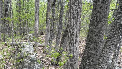 Lot #042 Tower Road Vienna ME 04360