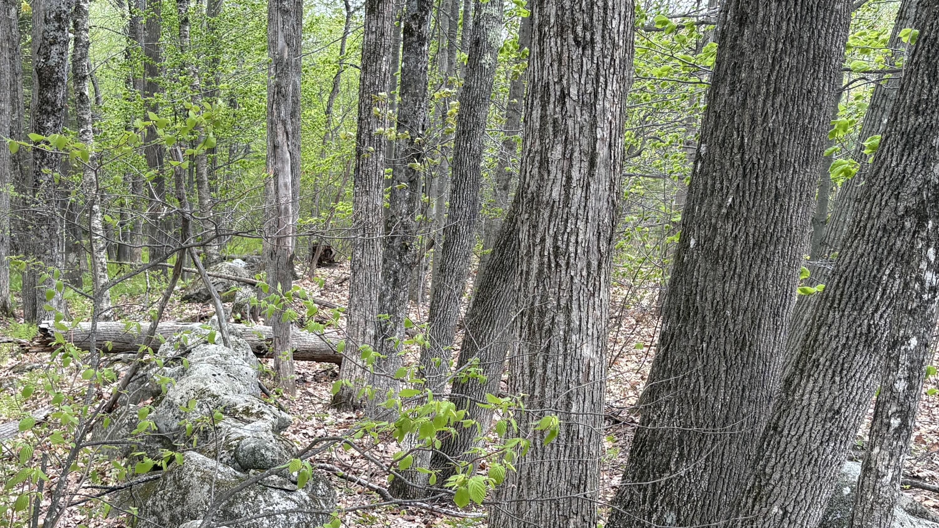 Lot #042 Tower Road Vienna ME 04360