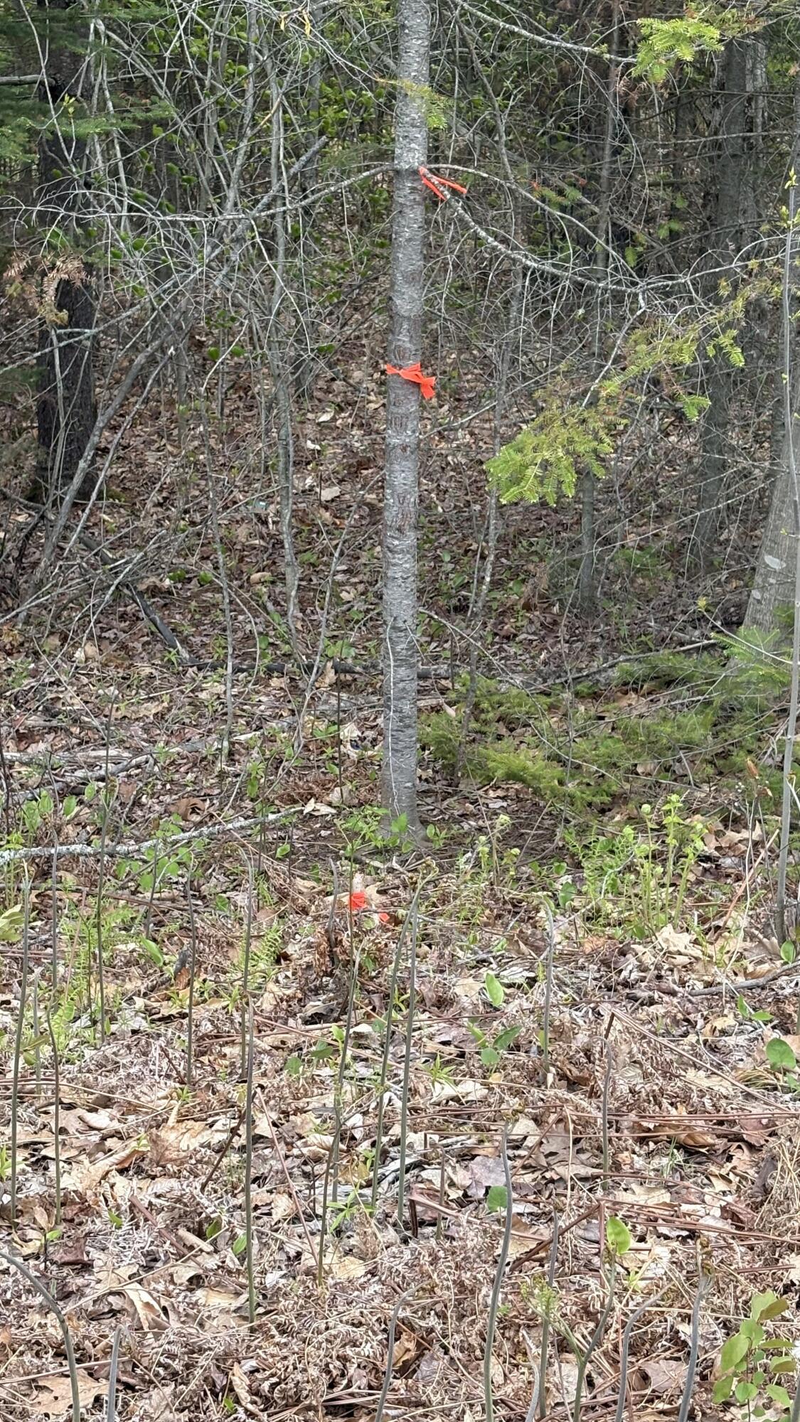 Lot #042 Tower Road Vienna ME 04360