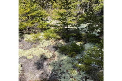 341 Summer Harbor Road Winter Harbor ME 04693