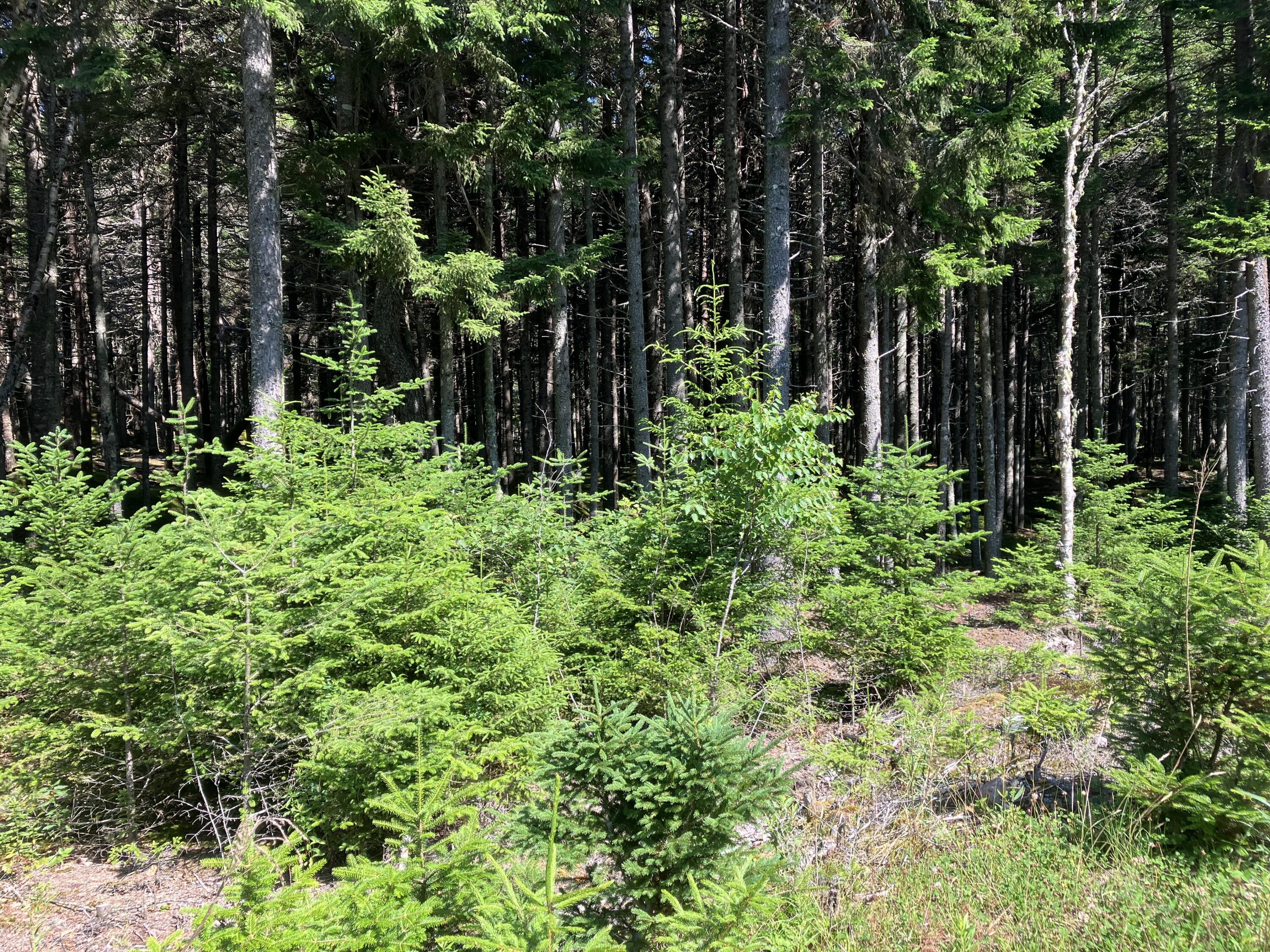 26 Wohoa Bay Drive Addison ME 04606