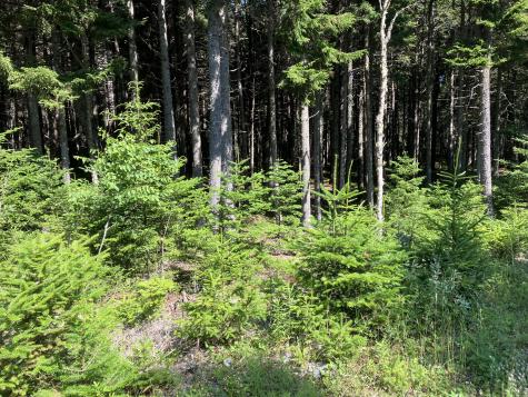 26 Wohoa Bay Drive Addison ME 04606