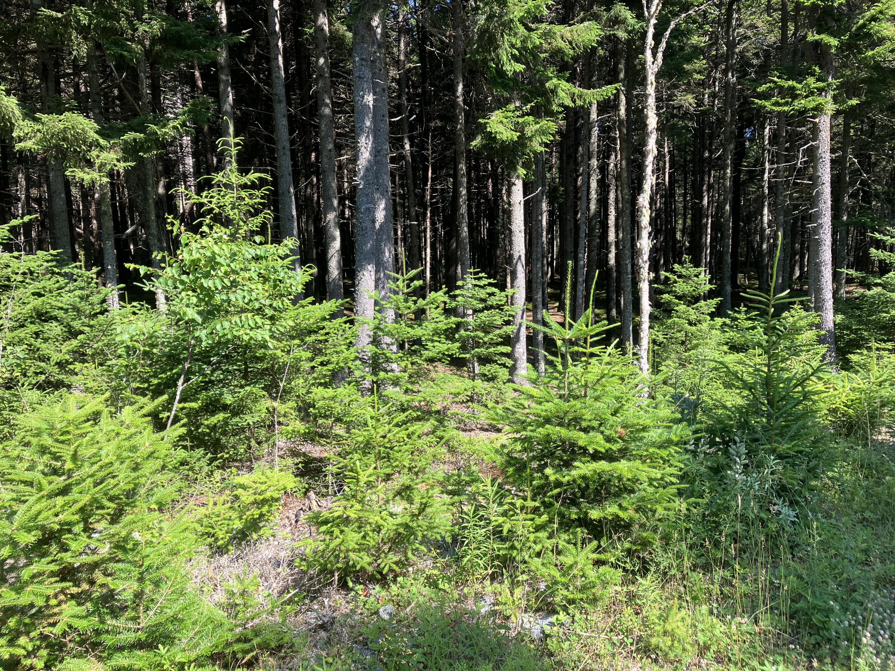 26 Wohoa Bay Drive Addison ME 04606