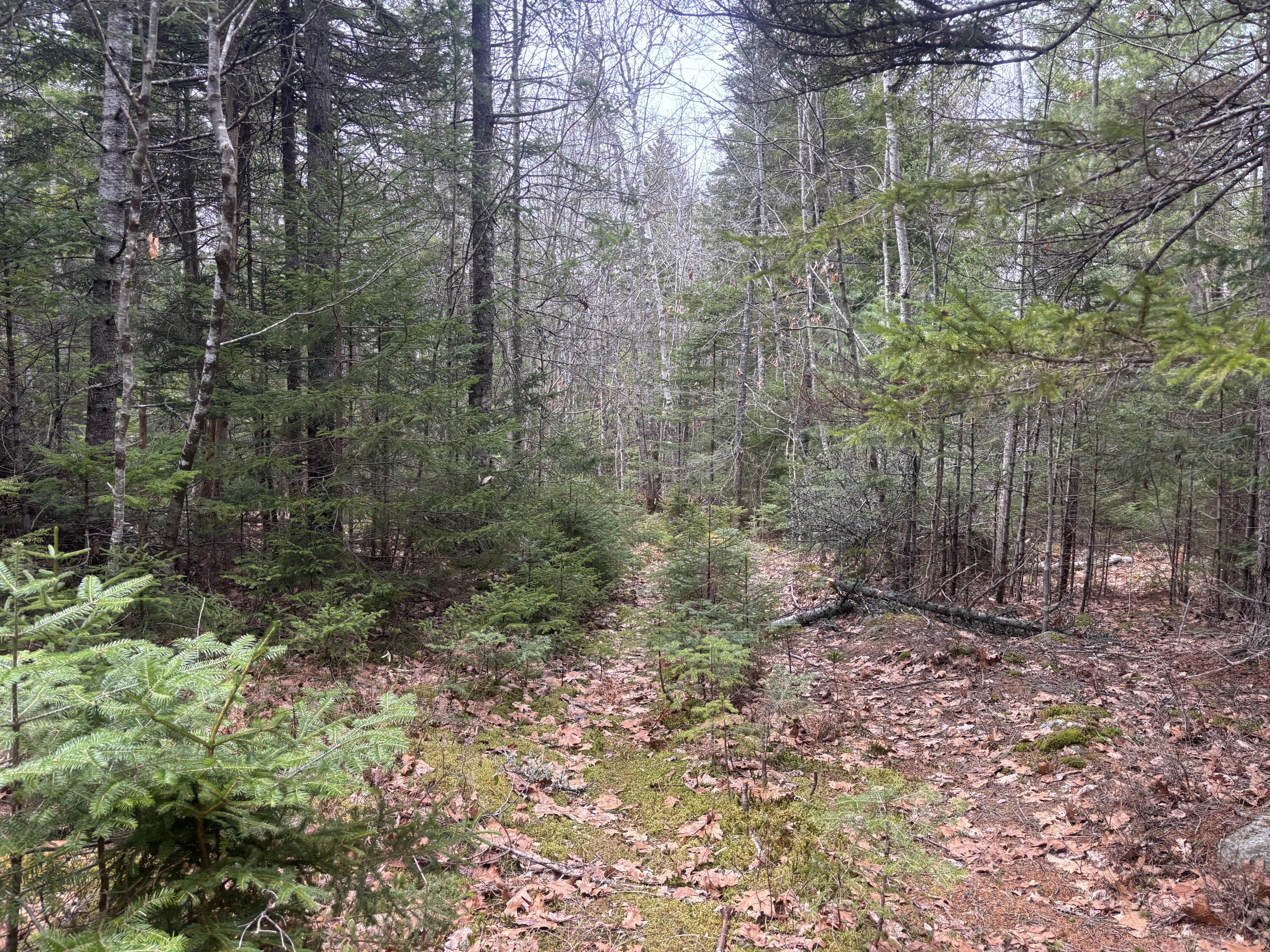 M11L17C Rogers Point Road Steuben ME 04680