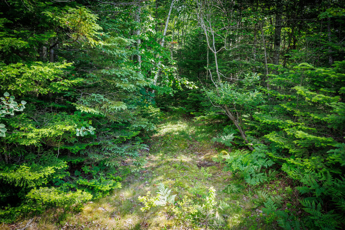 Lot 125 Us Route 1 Milbridge ME 04658