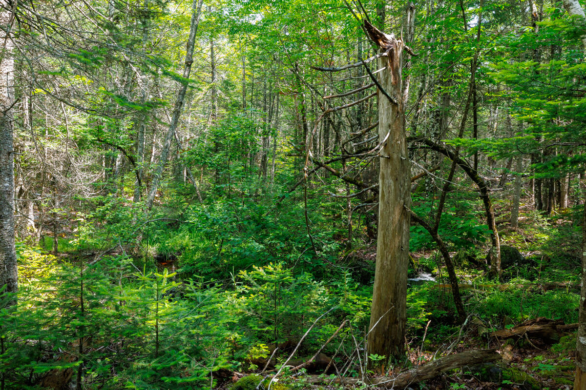 Lot 125 Us Route 1 Milbridge ME 04658