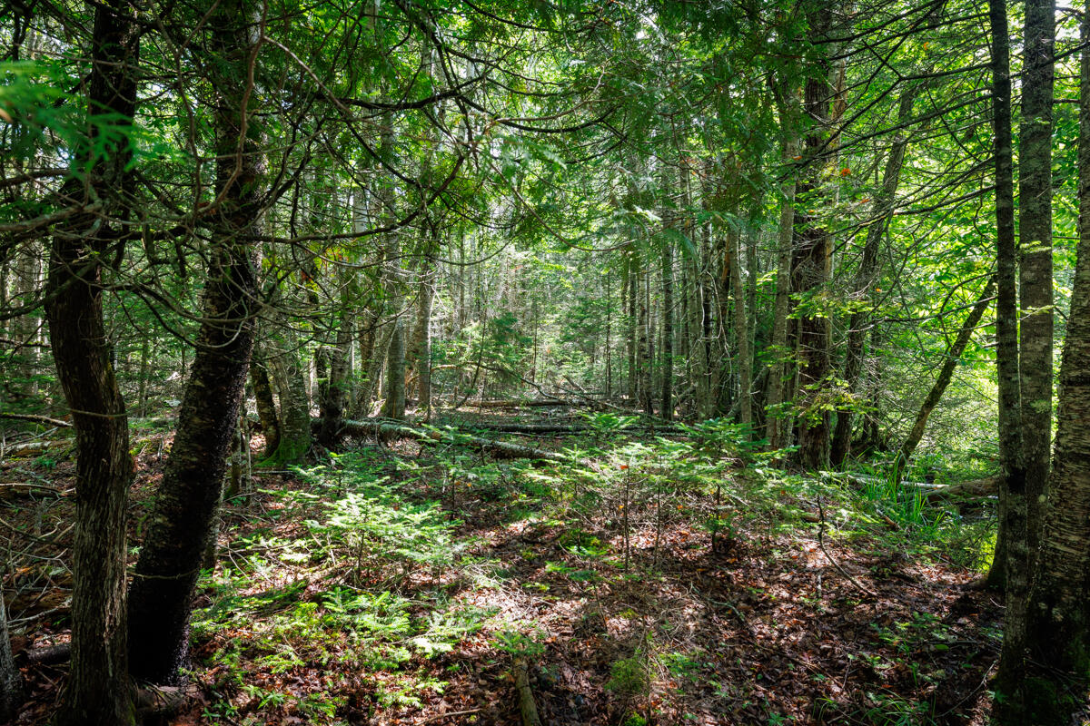 Lot 125 Us Route 1 Milbridge ME 04658