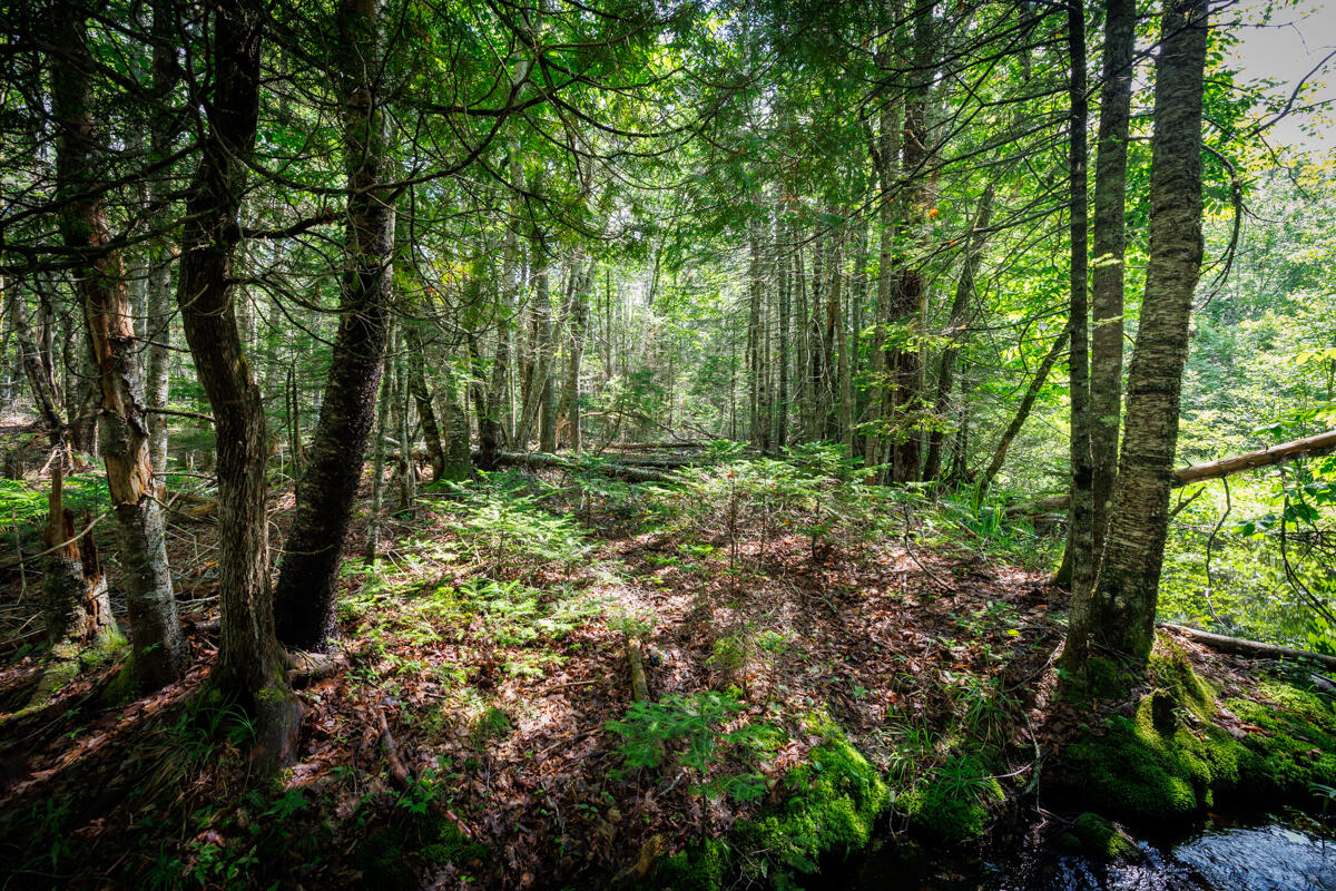 Lot 125 Us Route 1 Milbridge ME 04658