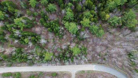 Lot 1 Bailey Mountain Road Franklin ME 04634