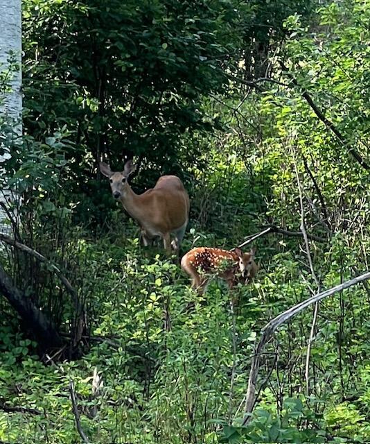 1594 Rangeley Road Phillips ME 04966