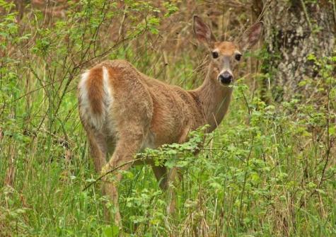 1594 Rangeley Road Phillips ME 04966