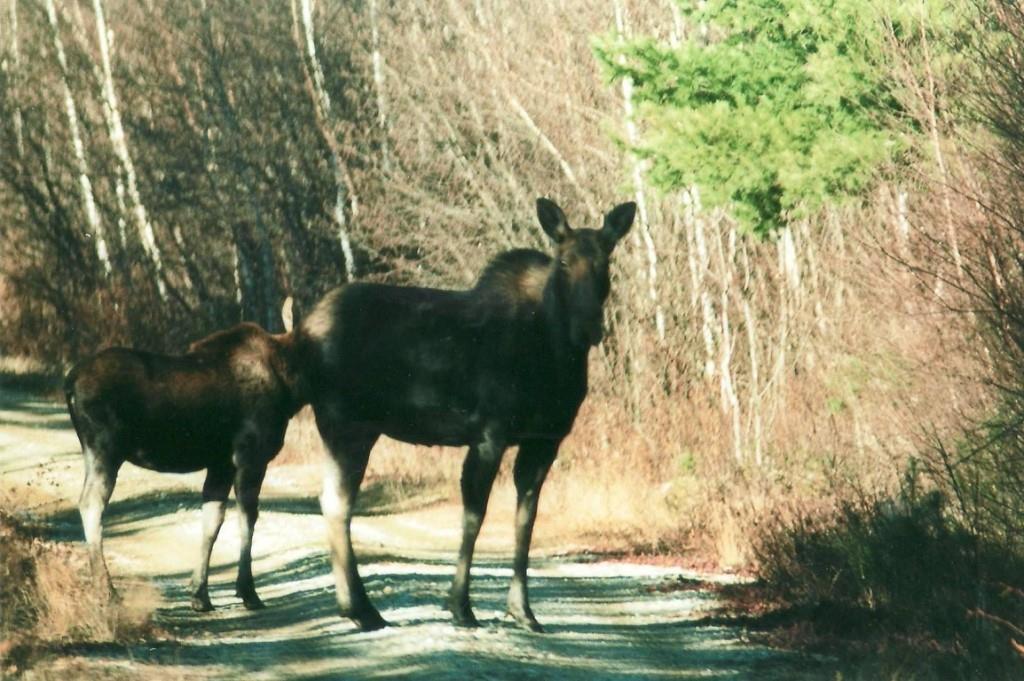 000 Route 2a & Sunrise Tree Road Forkstown Twp ME 04471