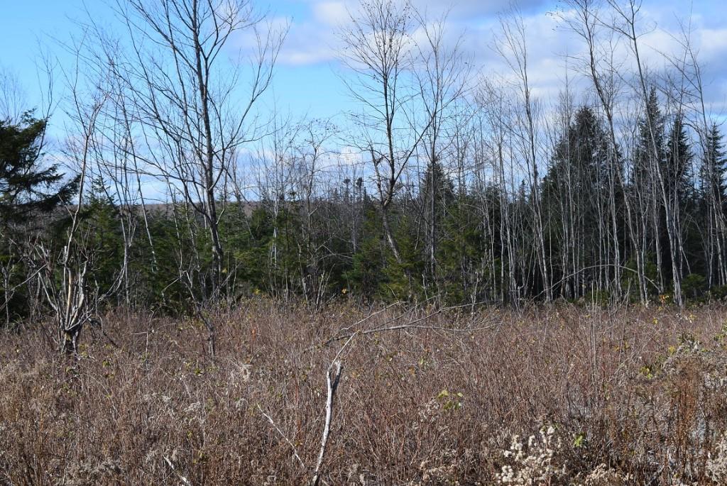 000 Route 2a & Sunrise Tree Road Forkstown Twp ME 04471