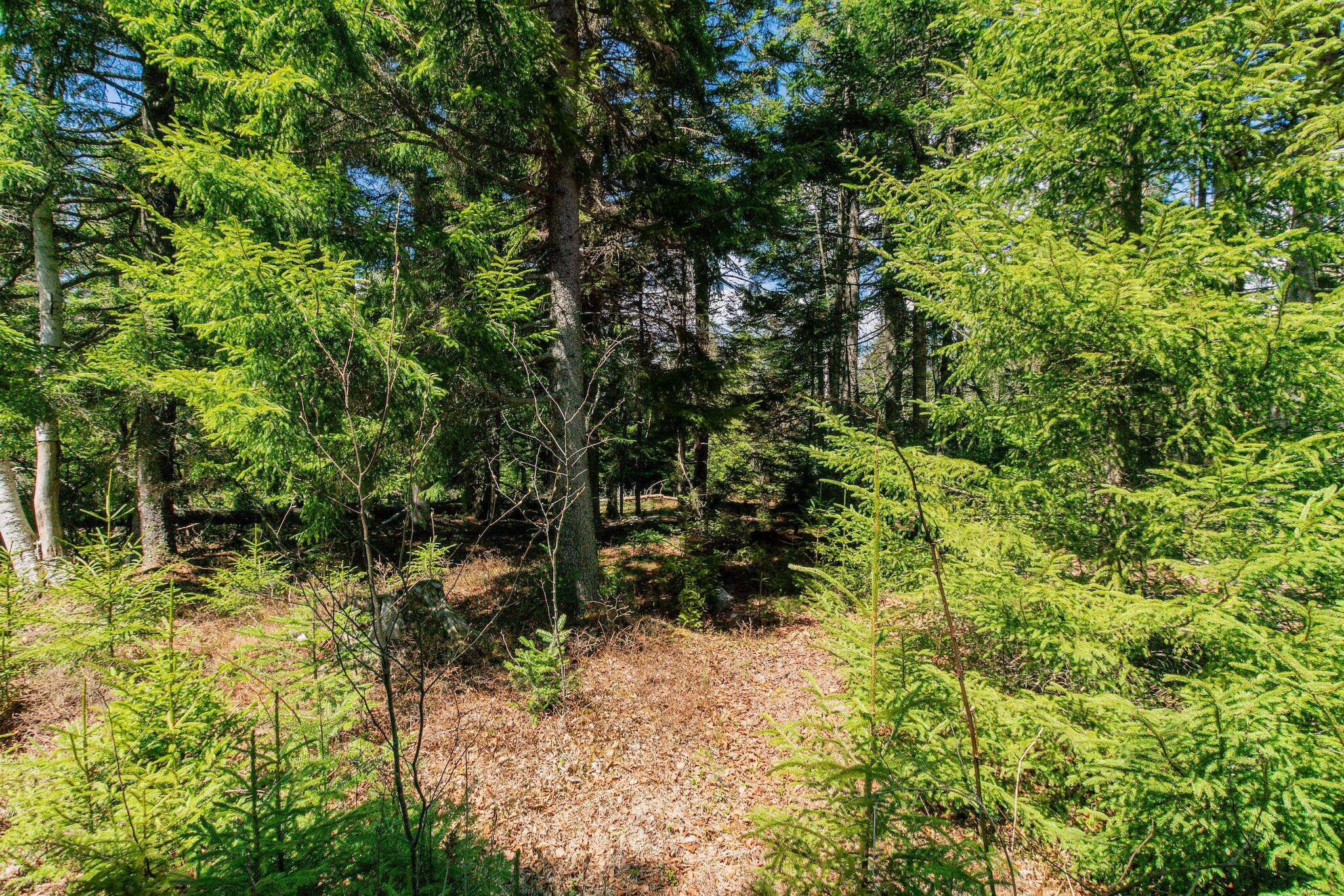 840 Cutler Rd. Road Machiasport ME 04655
