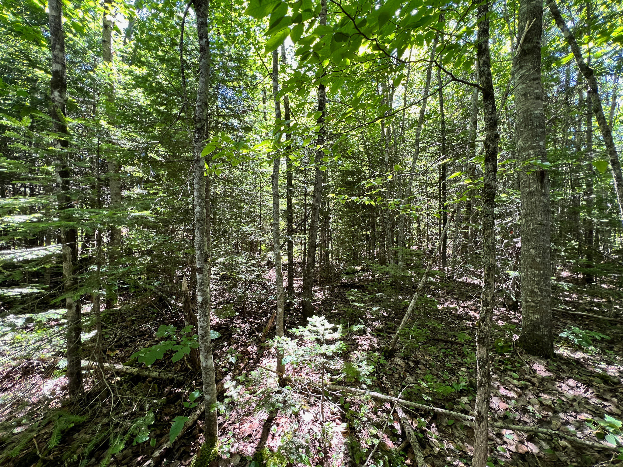 Lot 6 Woodland Ridge Road Danforth ME 04424