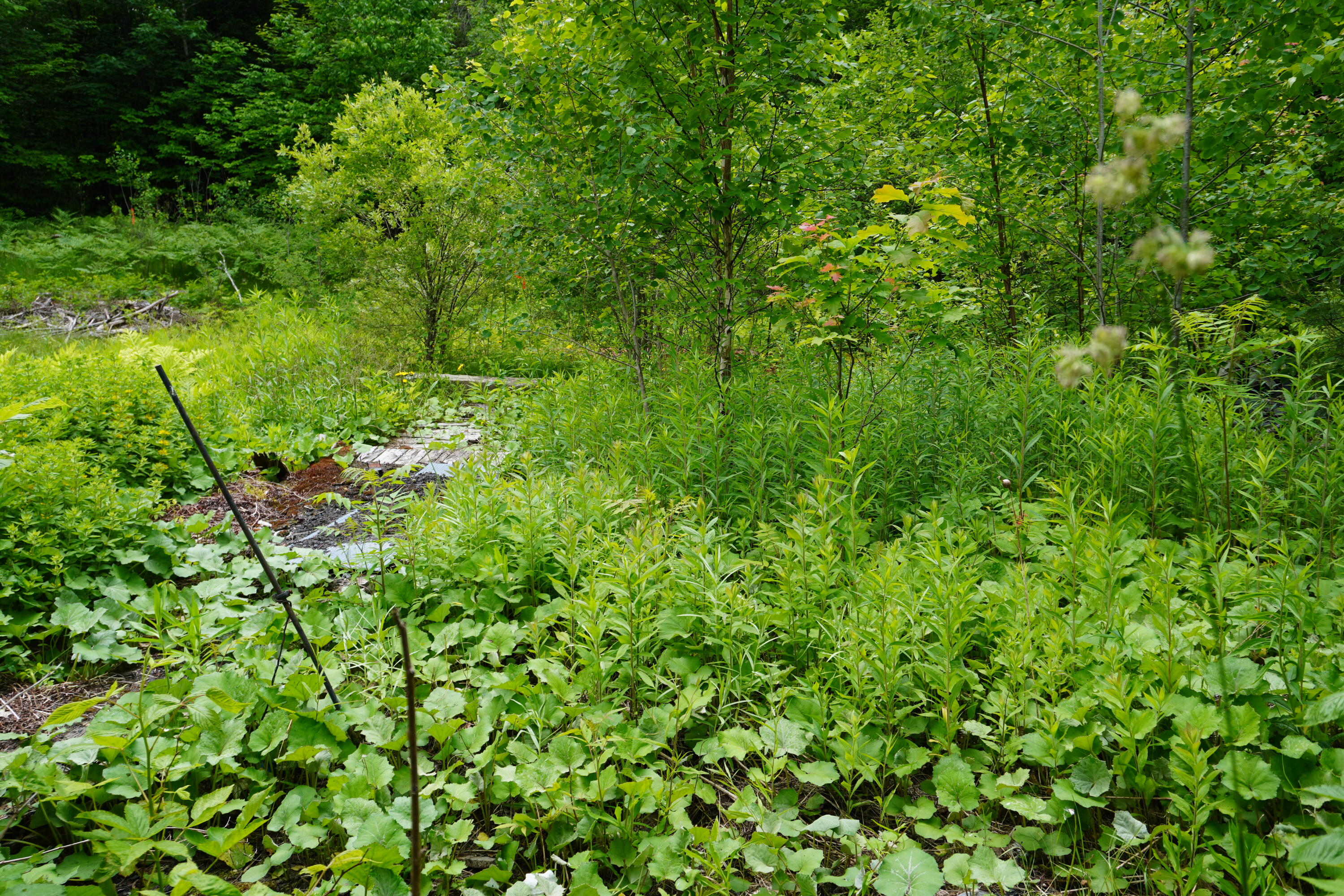 Lot 46.2 Ridge Road Concord Twp ME 04468