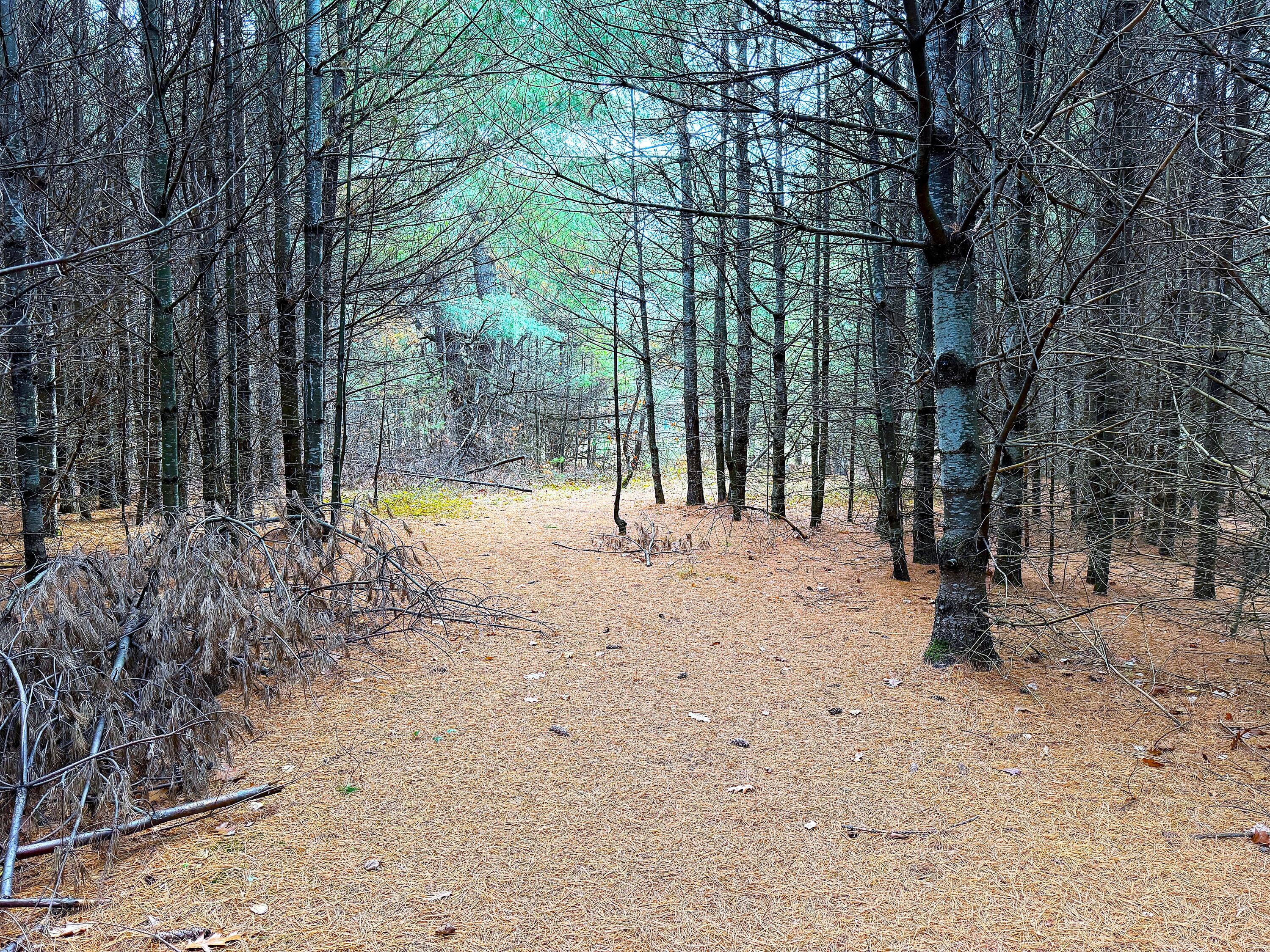 Lot 4 Emery Road Parsonsfield ME 04047