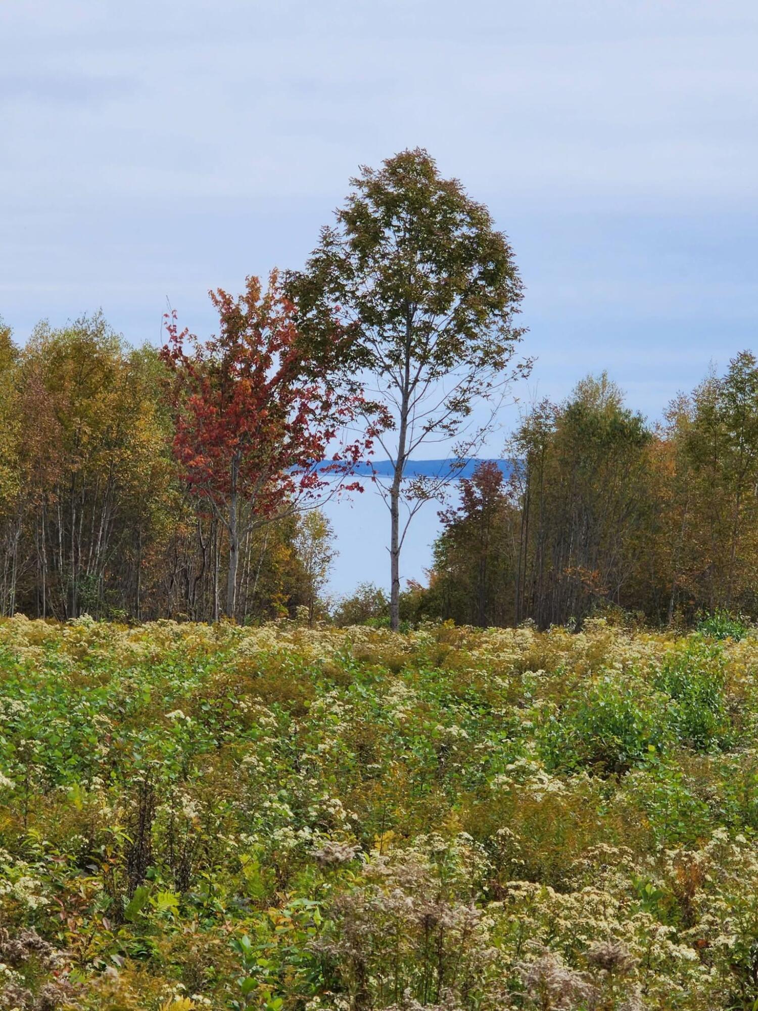Lot 52 Us- Route 1 Robbinston ME 04668