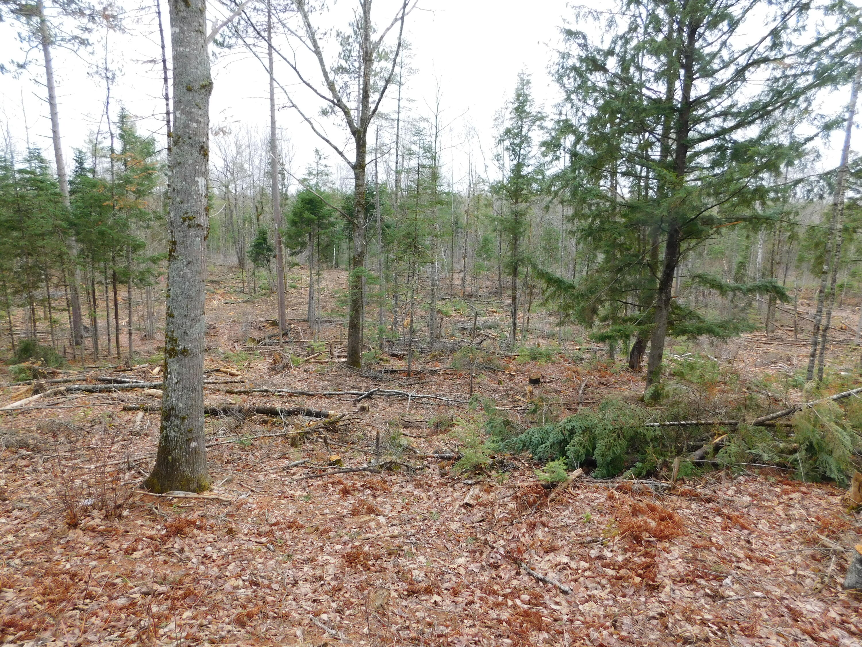 Lot # 4 Spring Bridge Road Greenbush ME 04418