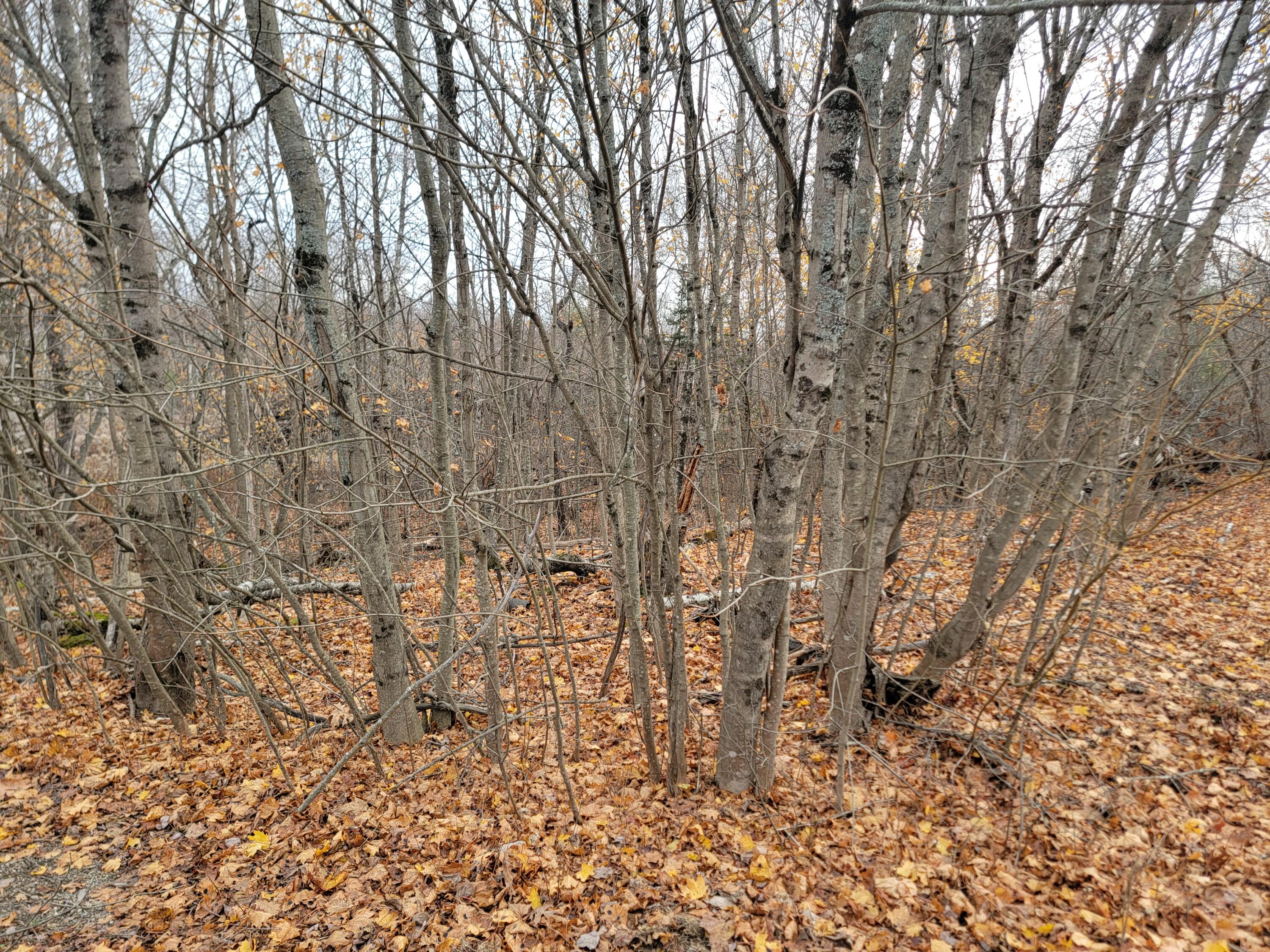 362 Main Street Baileyville ME 04694