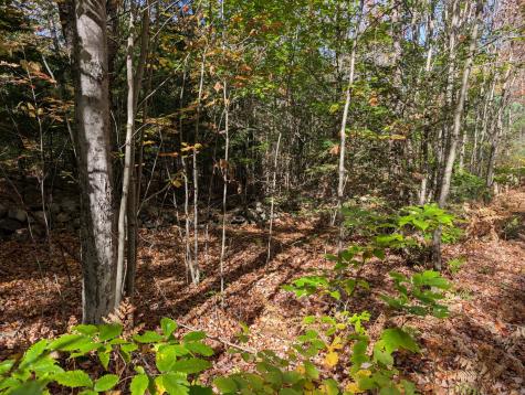 0 Gibbs Mill Road Livermore ME 04253