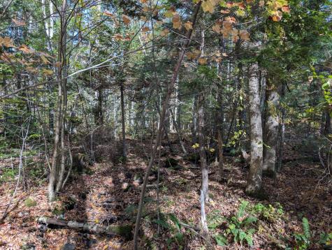 0 Gibbs Mill Road Livermore ME 04253