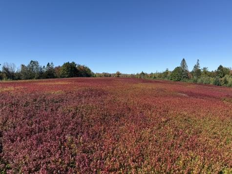 MAP31LOT29 Land-perkins Blue Hill ME 04614
