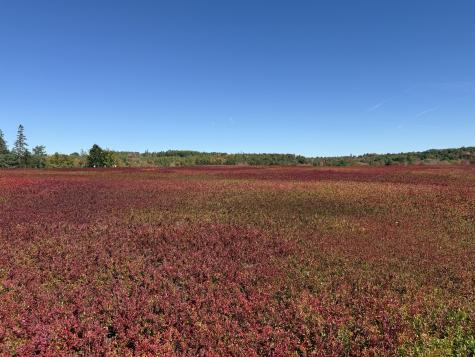 MAP31LOT29 Land-perkins Blue Hill ME 04614