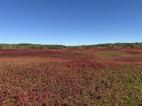 MAP31LOT29 Land-perkins Blue Hill ME 04614