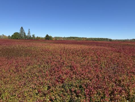 MAP31LOT29 Land-perkins Blue Hill ME 04614