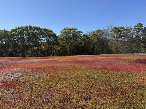 MAP31LOT29 Land-perkins Blue Hill ME 04614