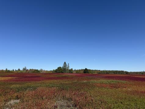 MAP31LOT29 Land-perkins Blue Hill ME 04614