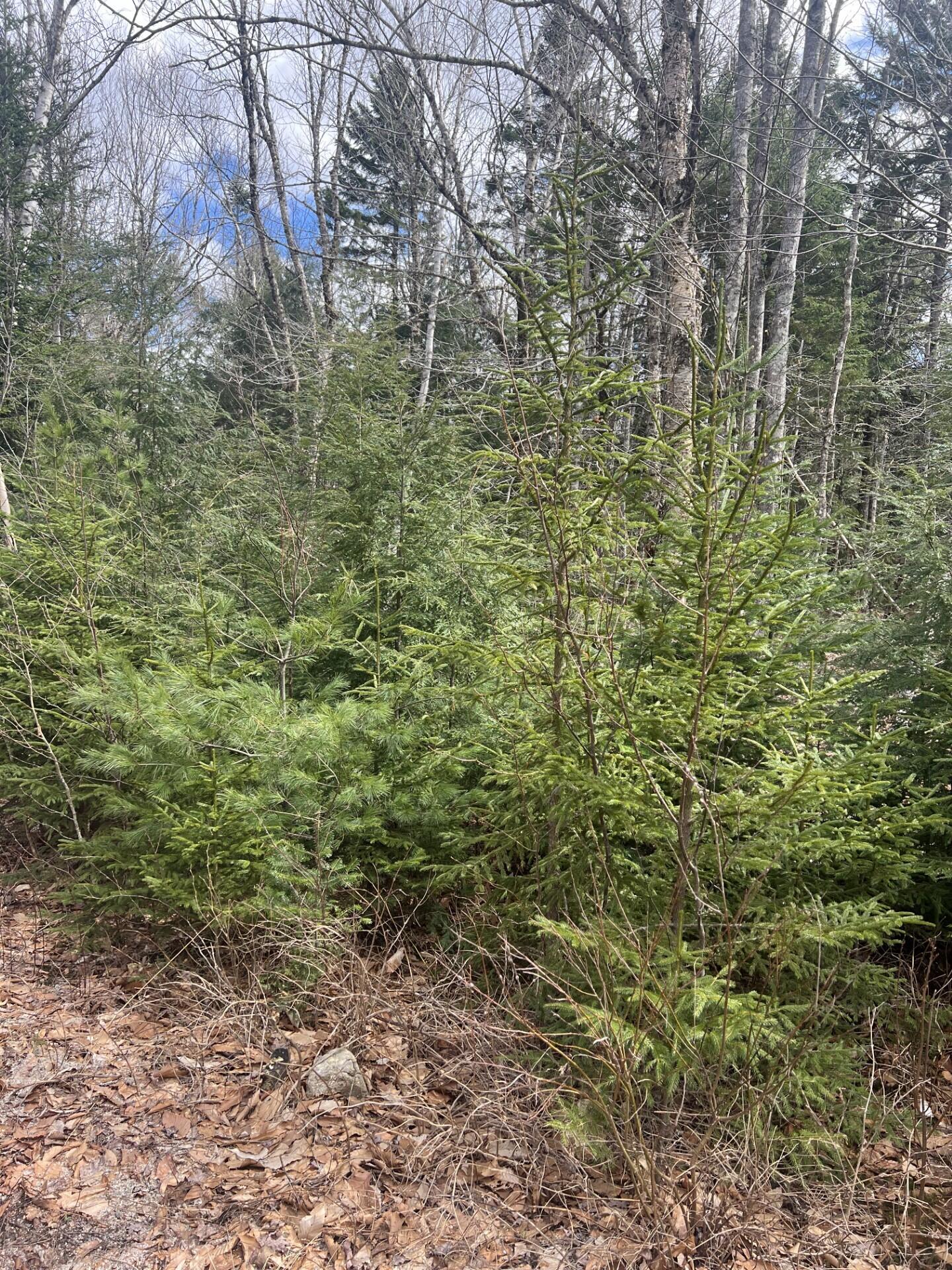 209 Sandy Acres Drive Sullivan ME 04664