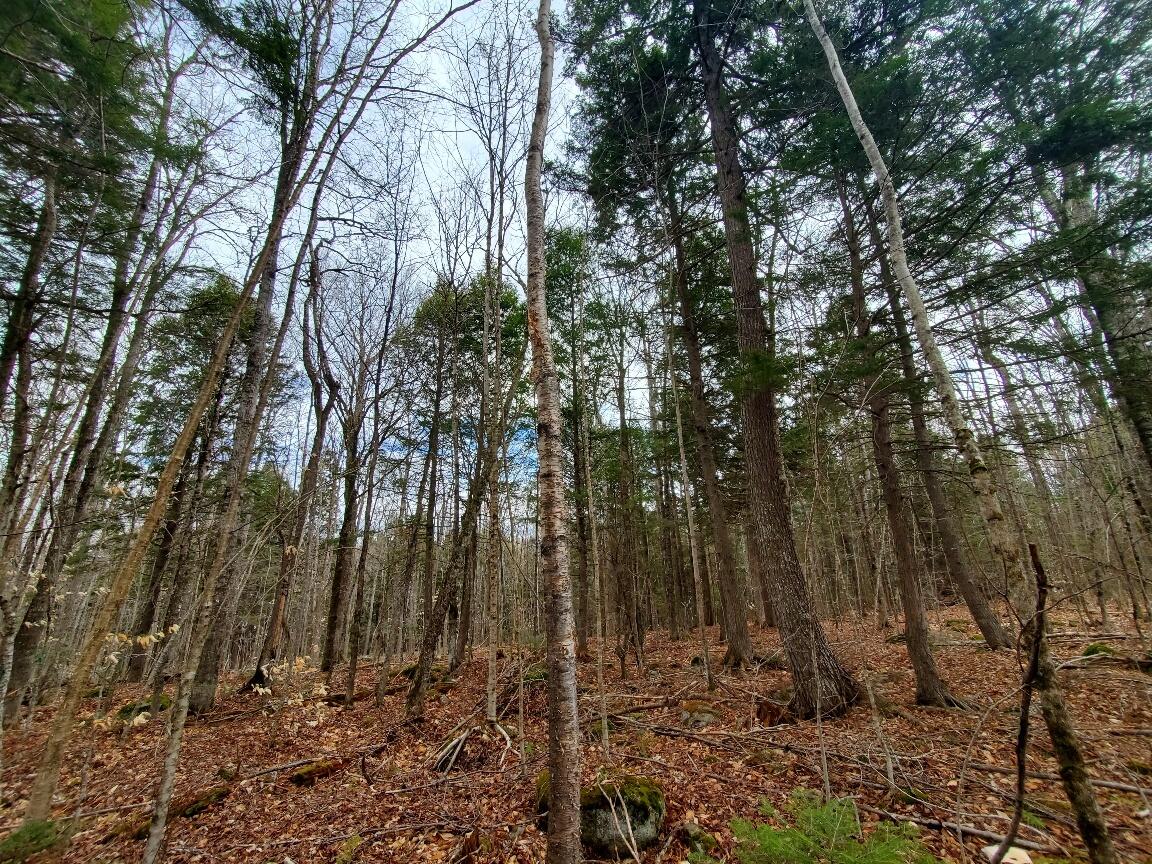 0 Sandy Beach Road Danforth ME 04424