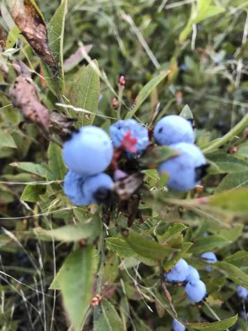 M1978 L92h Route 9 Crawford ME 04694