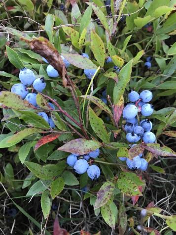 M1978 L92h Route 9 Crawford ME 04694