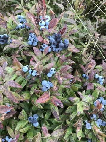 M1978 L92h Route 9 Crawford ME 04694